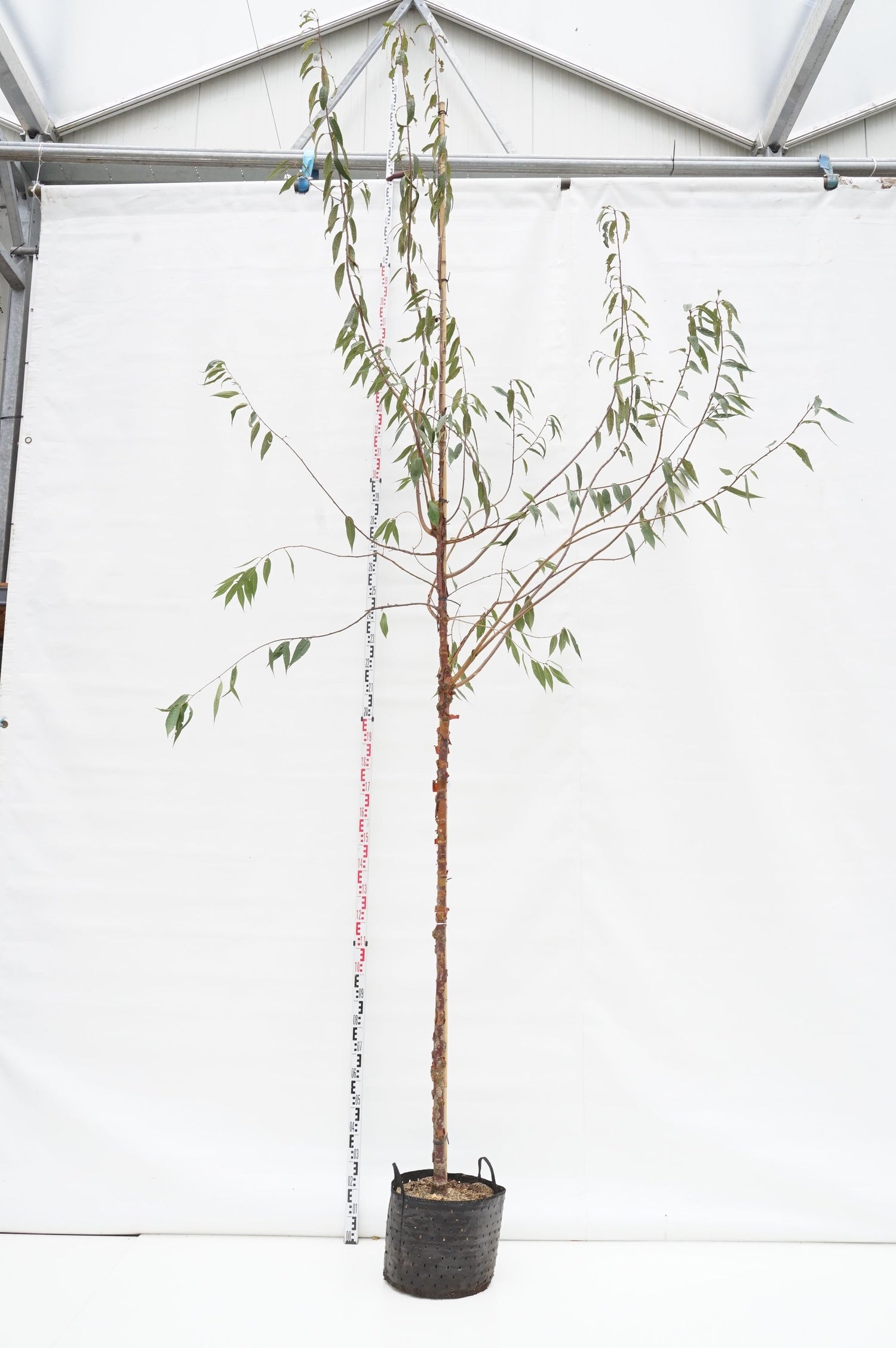 Prunus serrula 16-18 cm C50 (50 liters kruka)