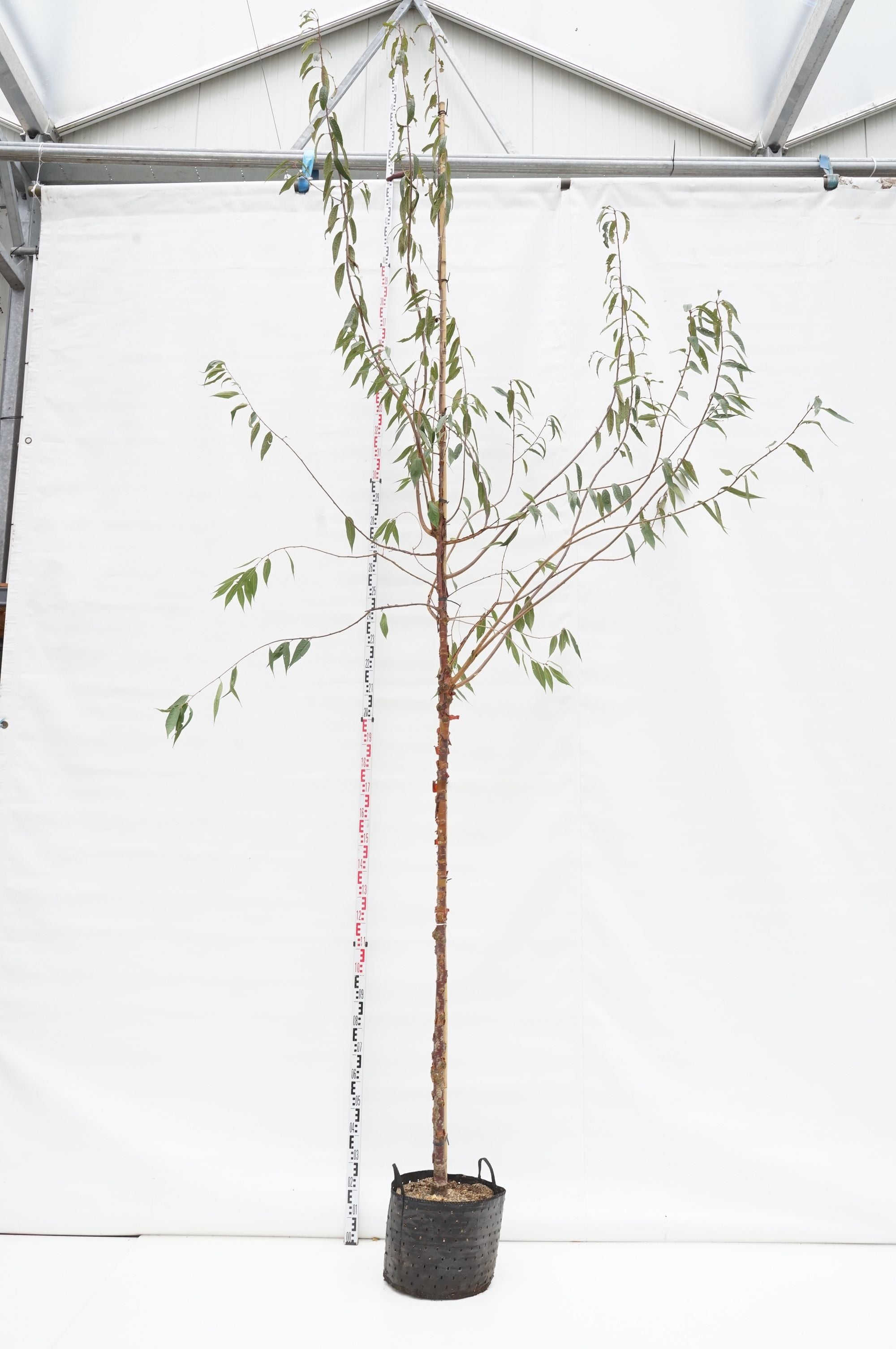 Prunus serrula Stam 16-18 cm C70 (70 liters kruka)