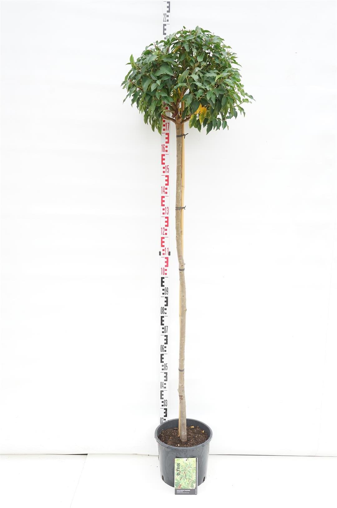 Prunus lusitanica &