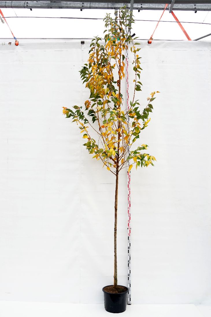 Prunus &