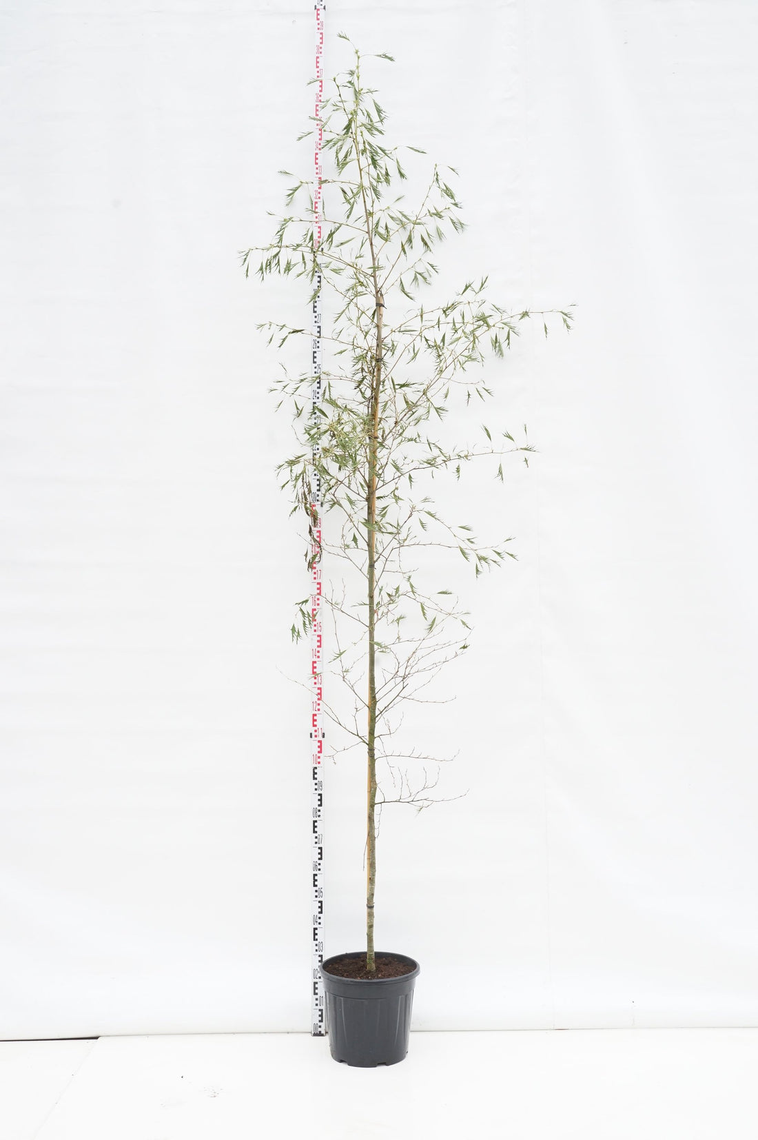Körsbär in cultivars - MIX CC