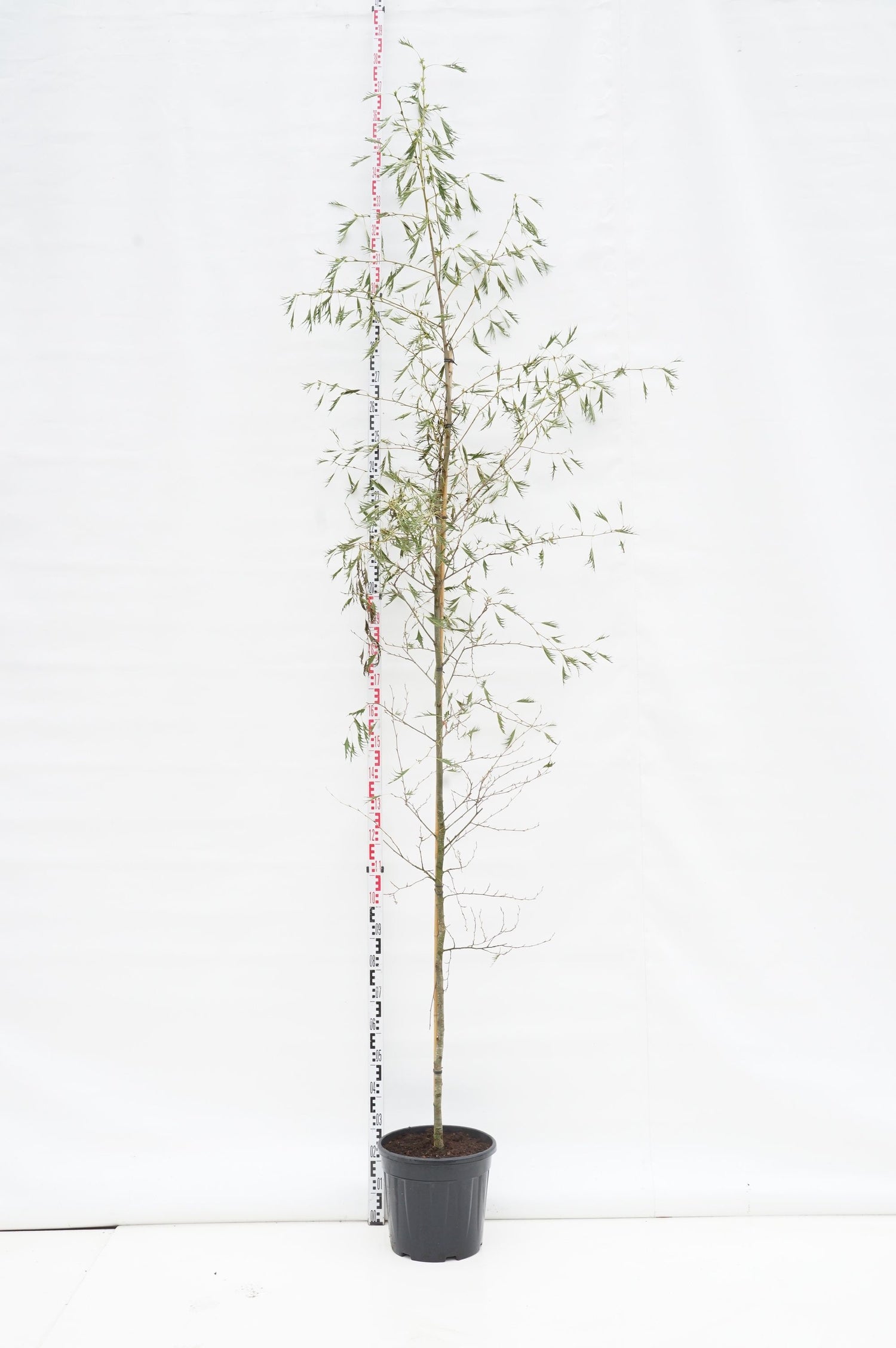 Körsbär in cultivars - MIX CC