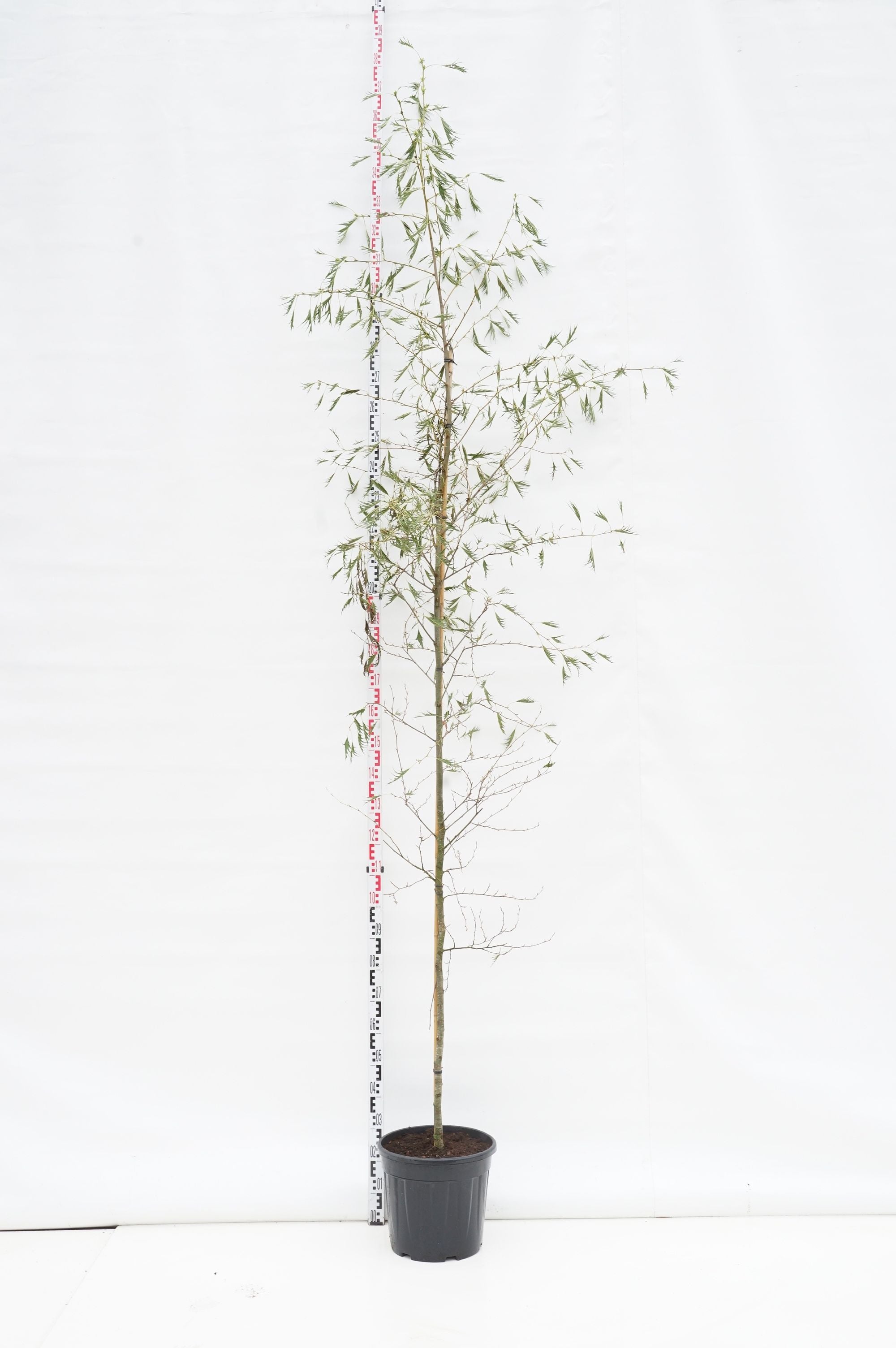 Körsbär in cultivars - MIX CC