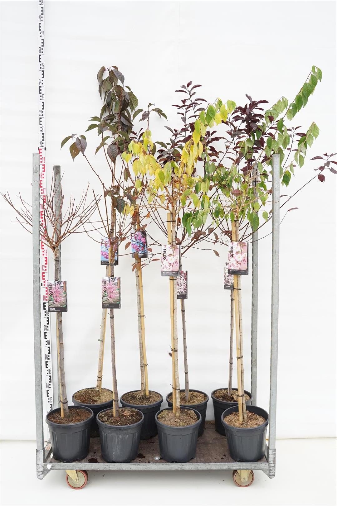 Körsbär in cultivars - 120 CM STEM C10