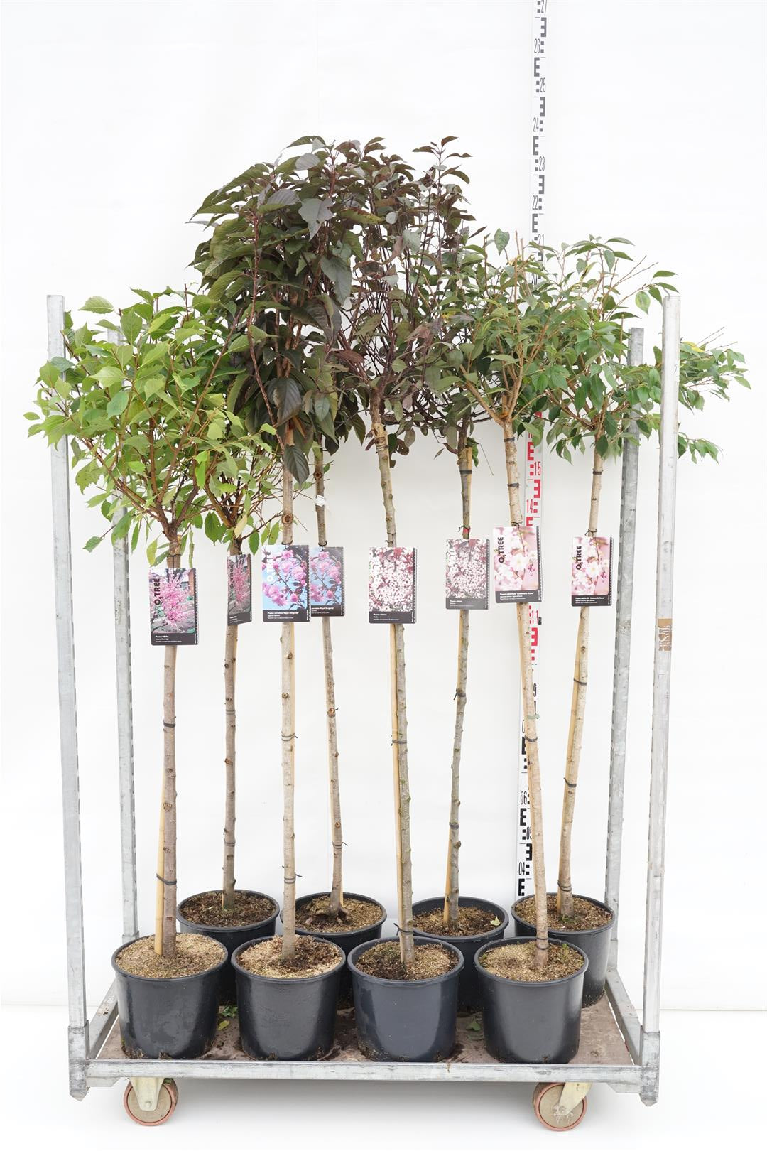 Körsbär in cultivars - 150 CM STEM C10