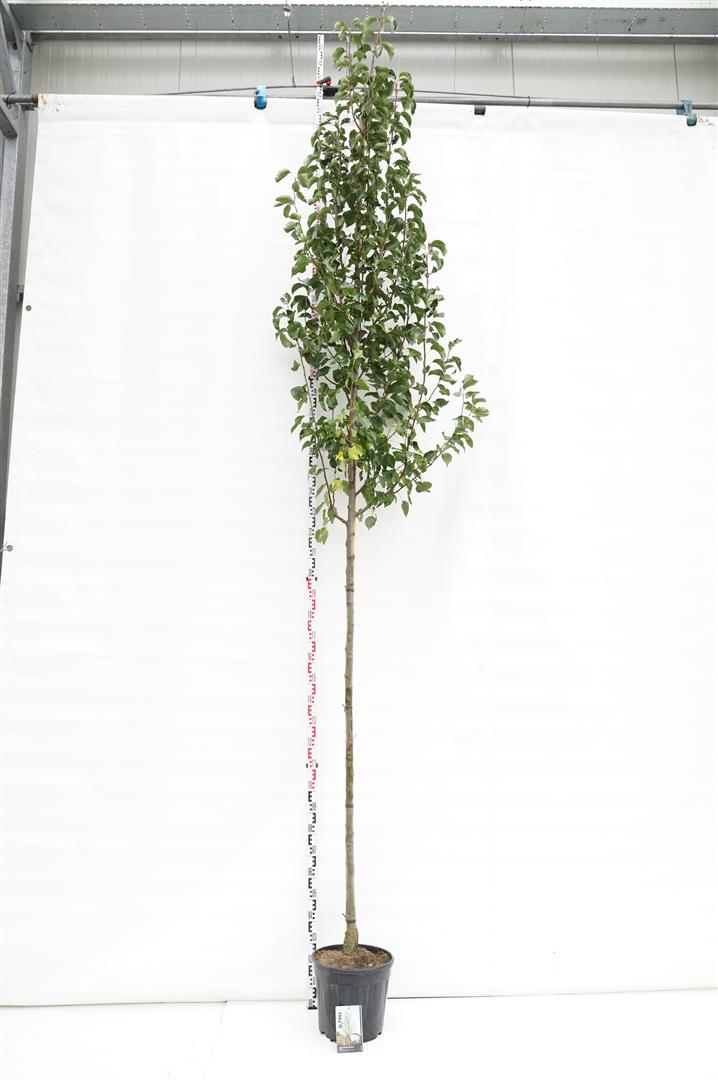 Pyrus calleryana &