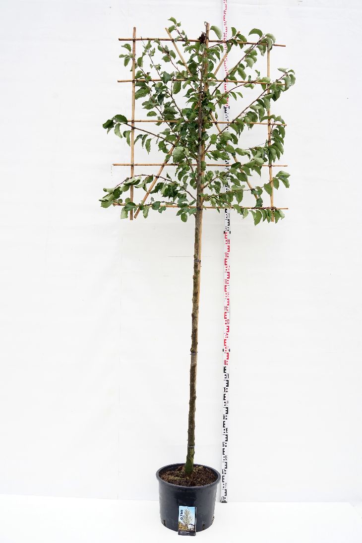 Pyrus call. &