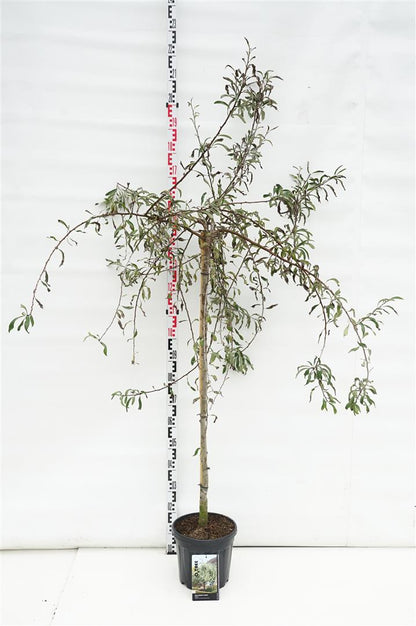 Pyrus salicifolia &