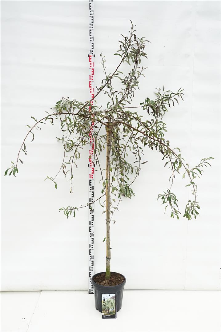 Pyrus salicifolia &