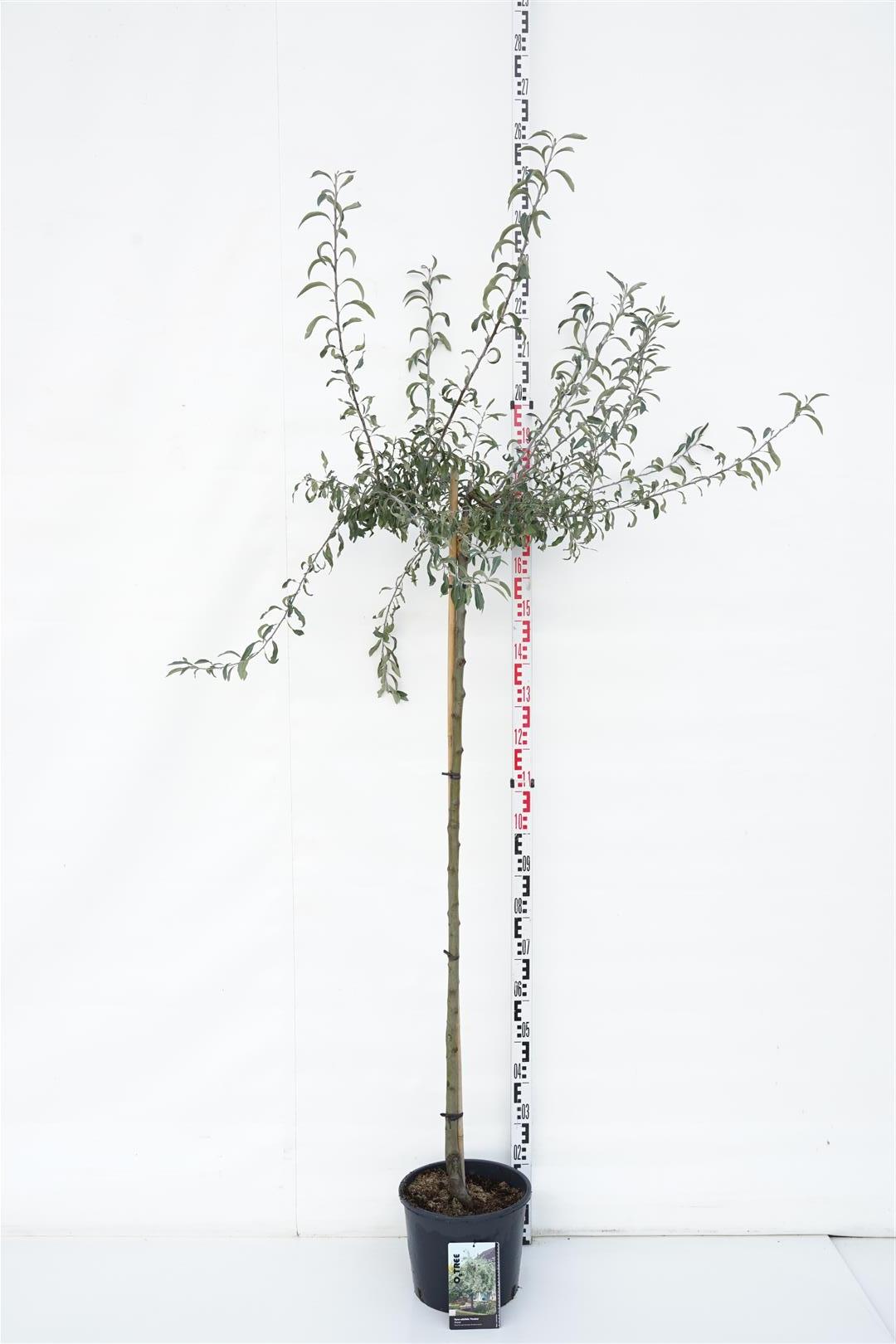 Pyrus salicifolia &