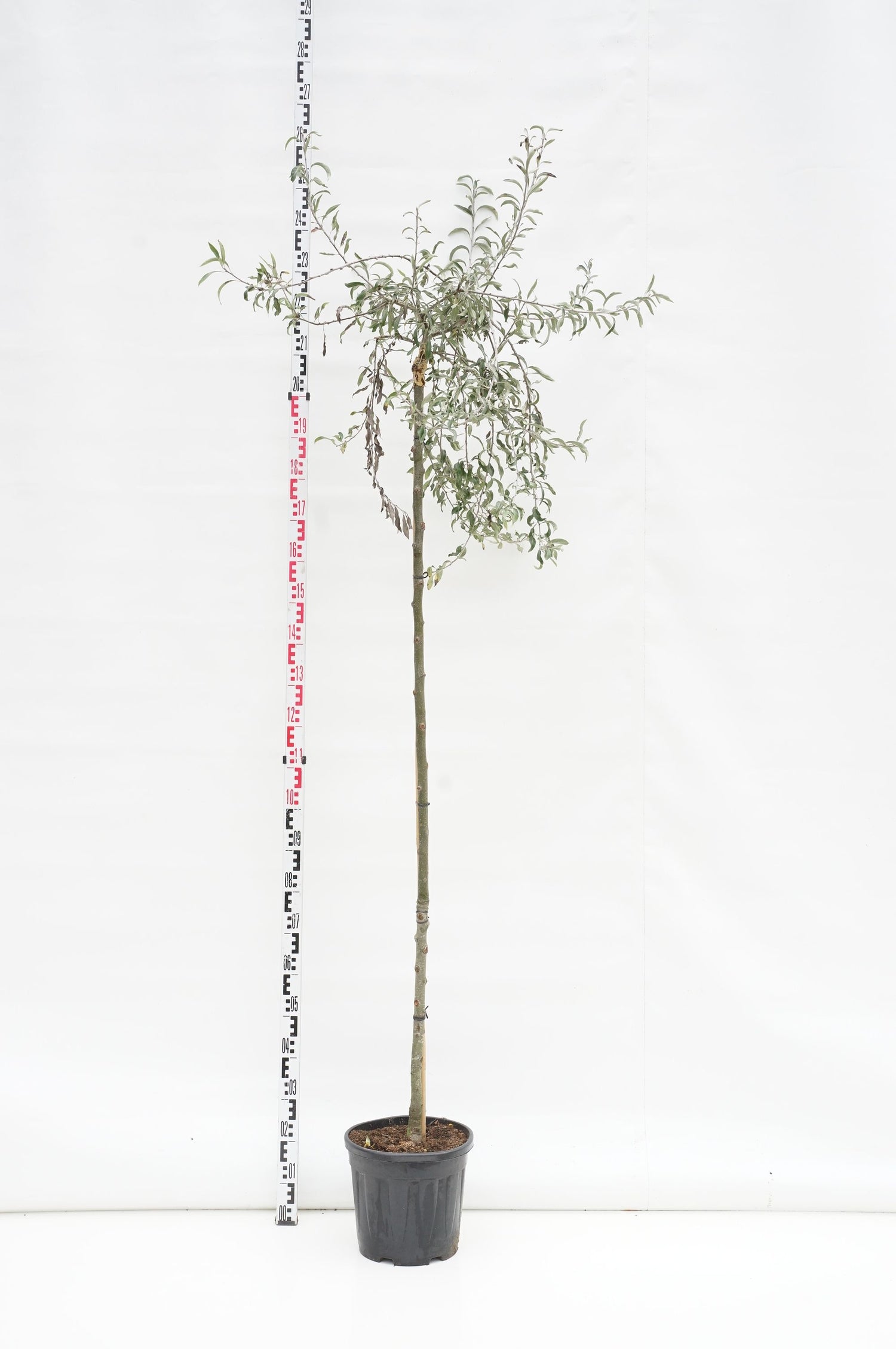 Päron salicifolia &