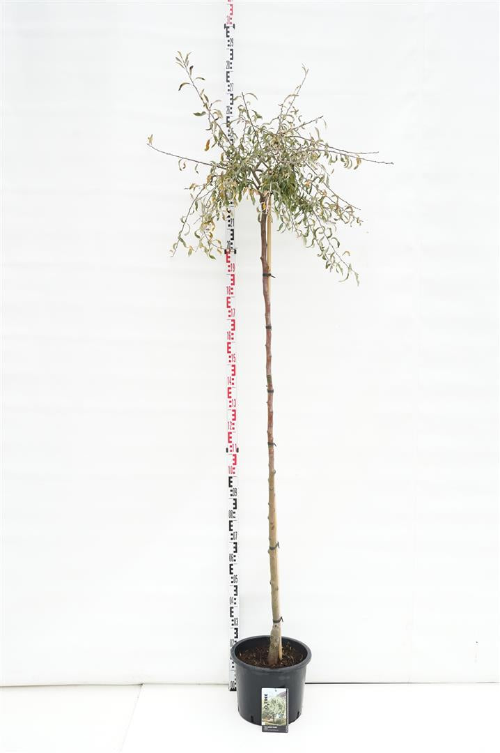 Päron salicifolia &