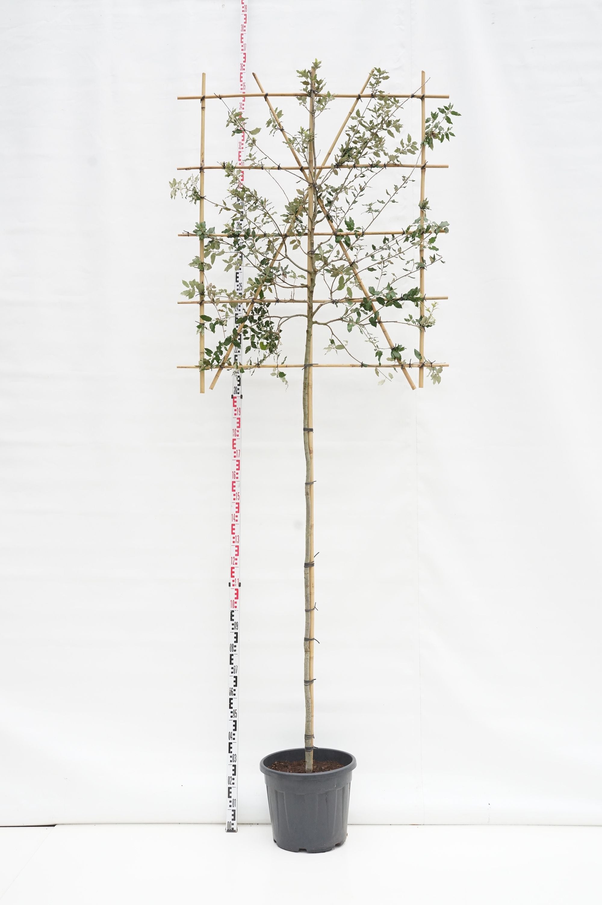 Ek ilex (espalier) - 6-8 CM STANDARD C35