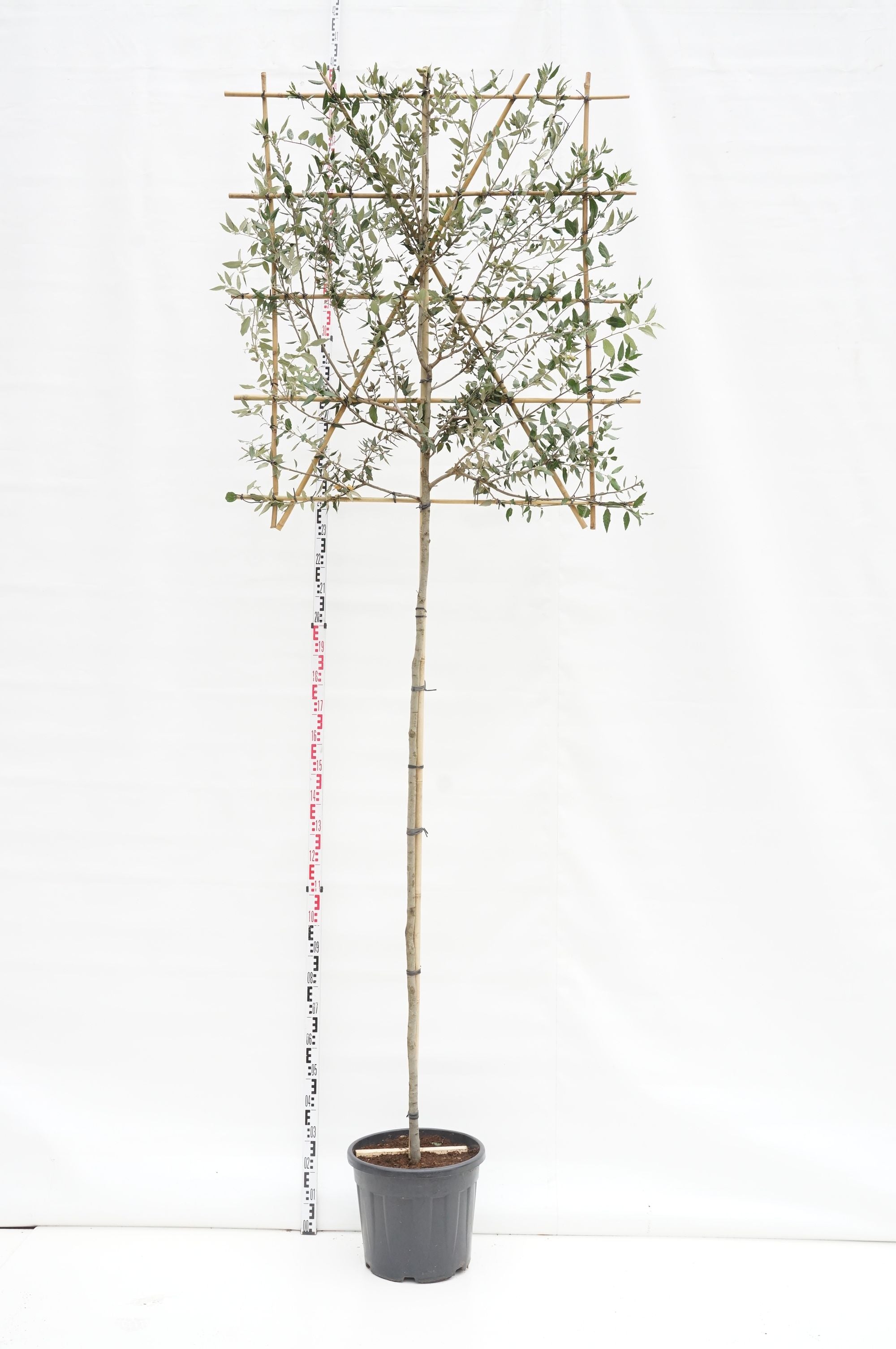 Quercus ilex (Spaljé) 100 cm stam 8-10 C45 (45 liters kruka)