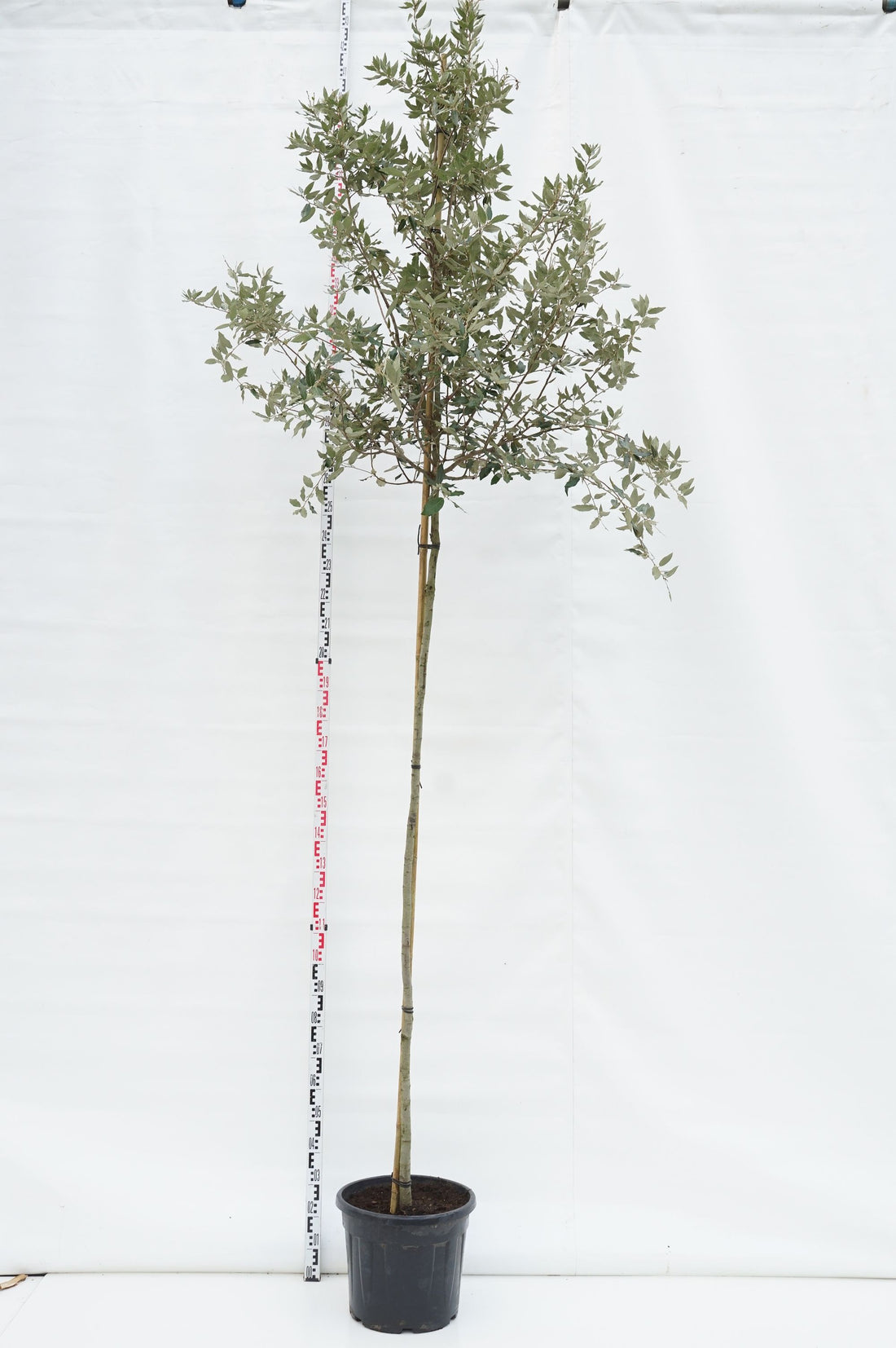 Ek ilex - 8-10CM STANDARD C35