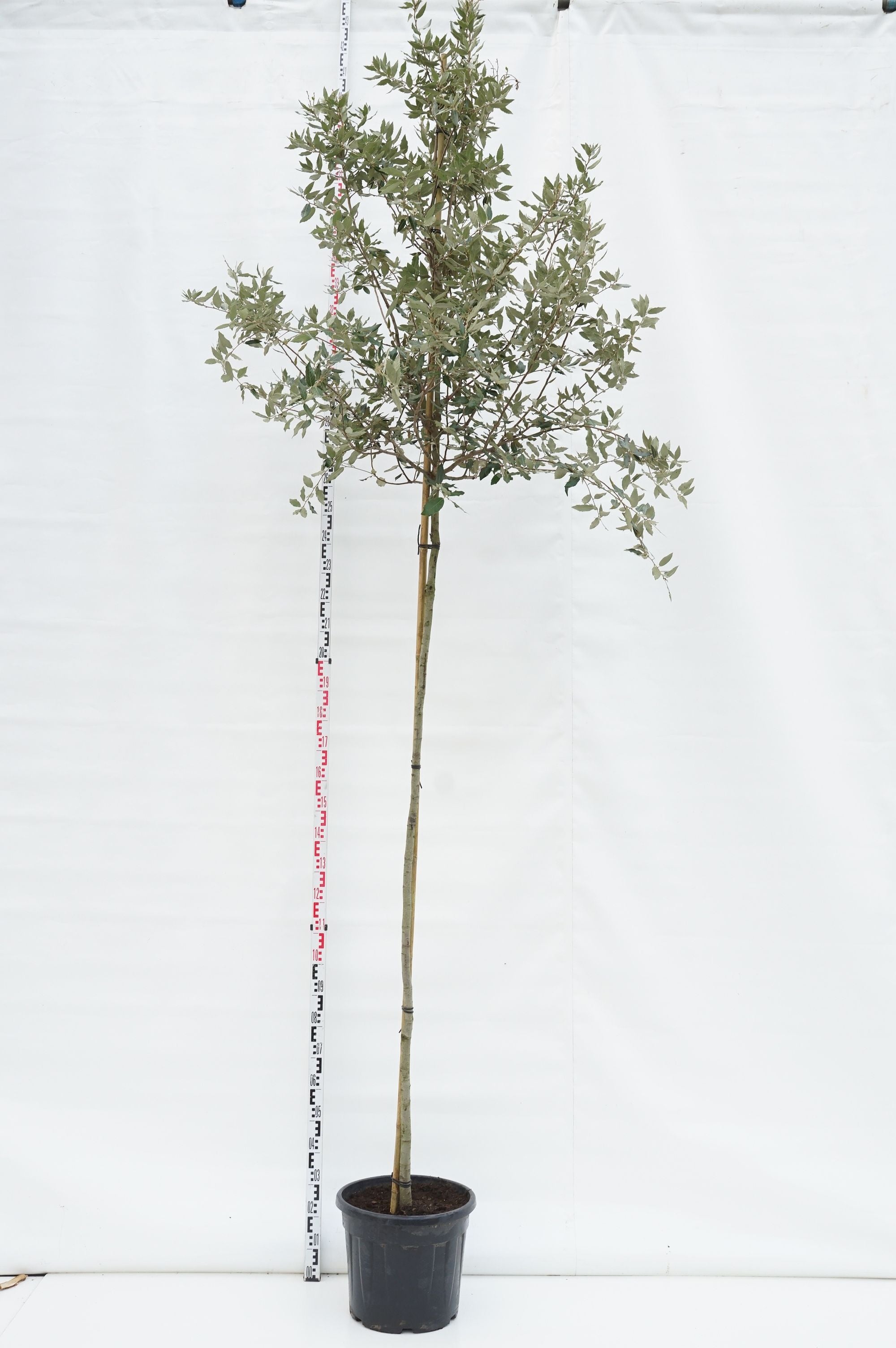 Ek ilex - 8-10CM STANDARD C35