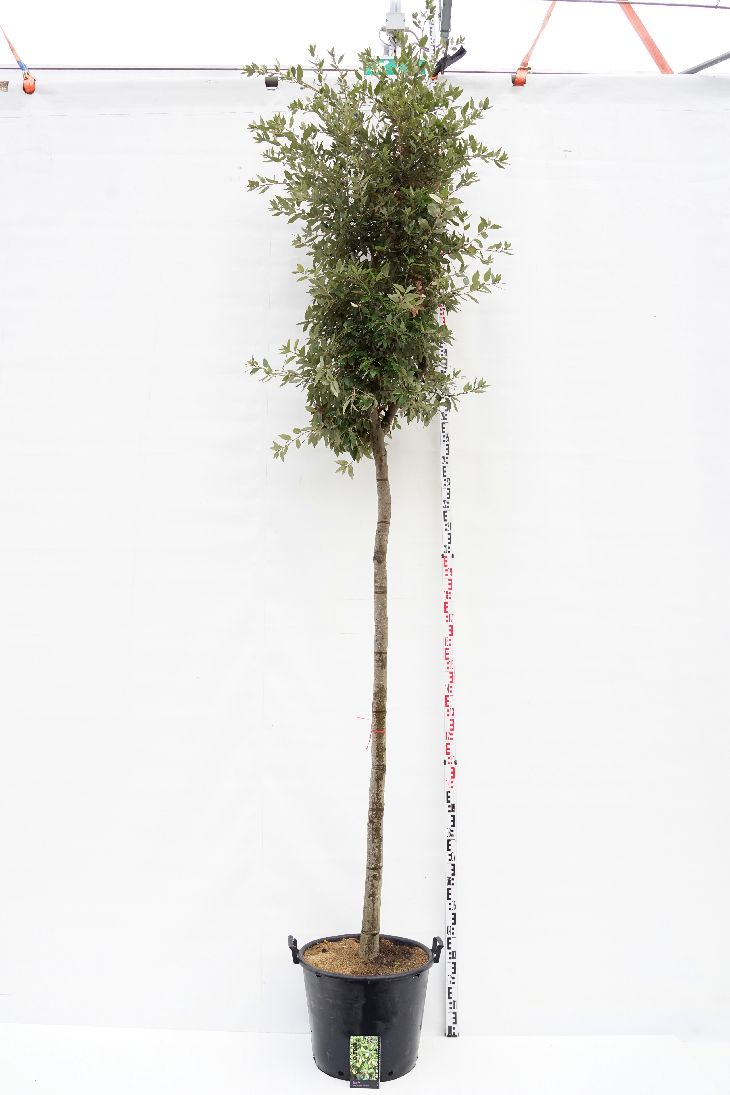Ek ilex - 18-20 CM STAND C50