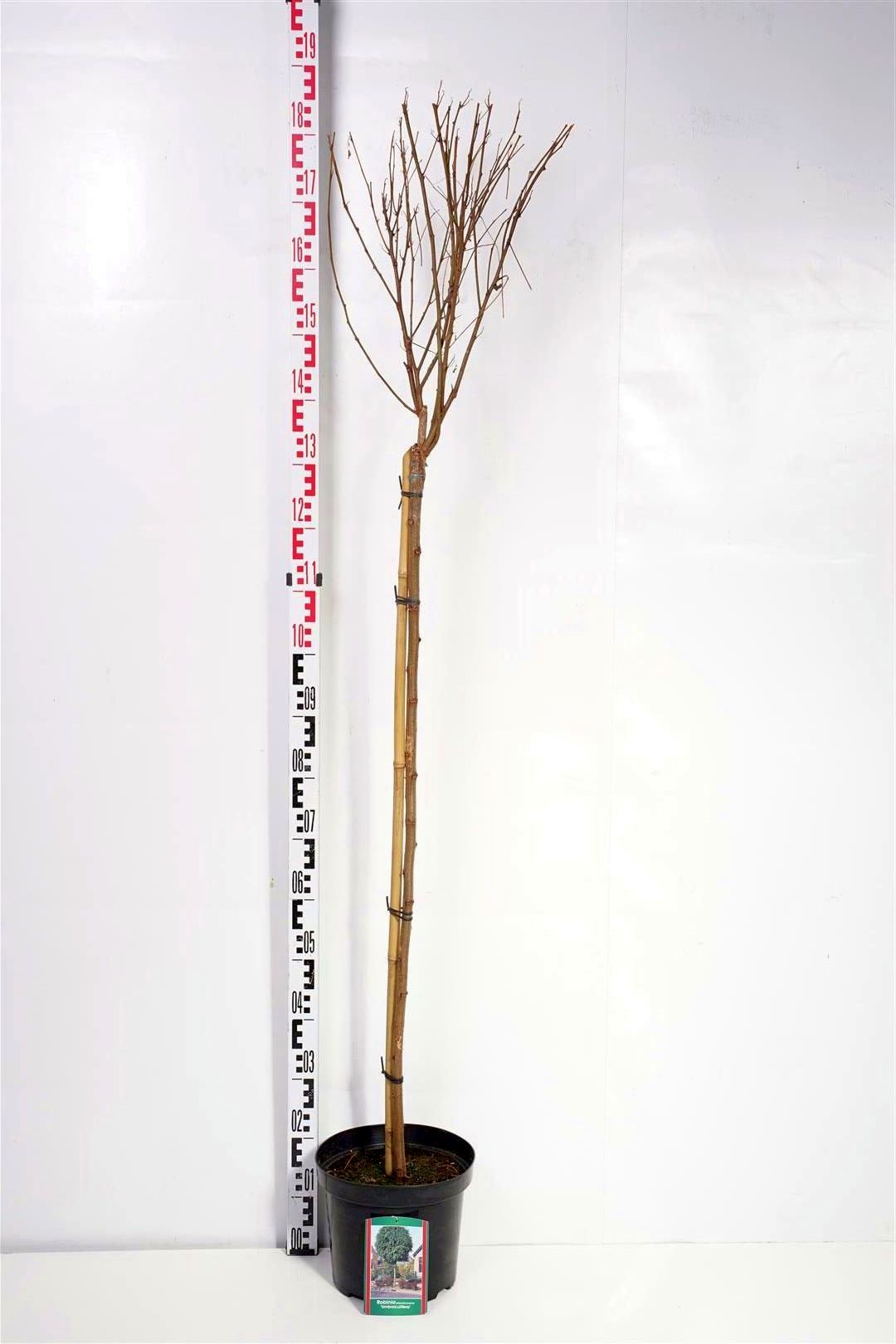 Robinia ps. &