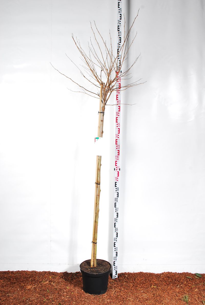 Robinia ps. &