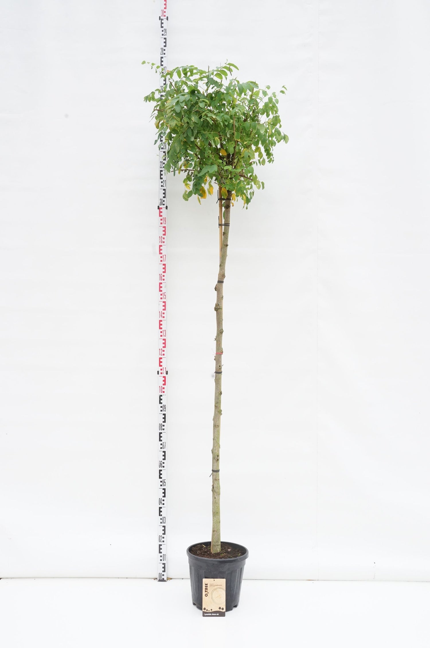 Robinia ps. &