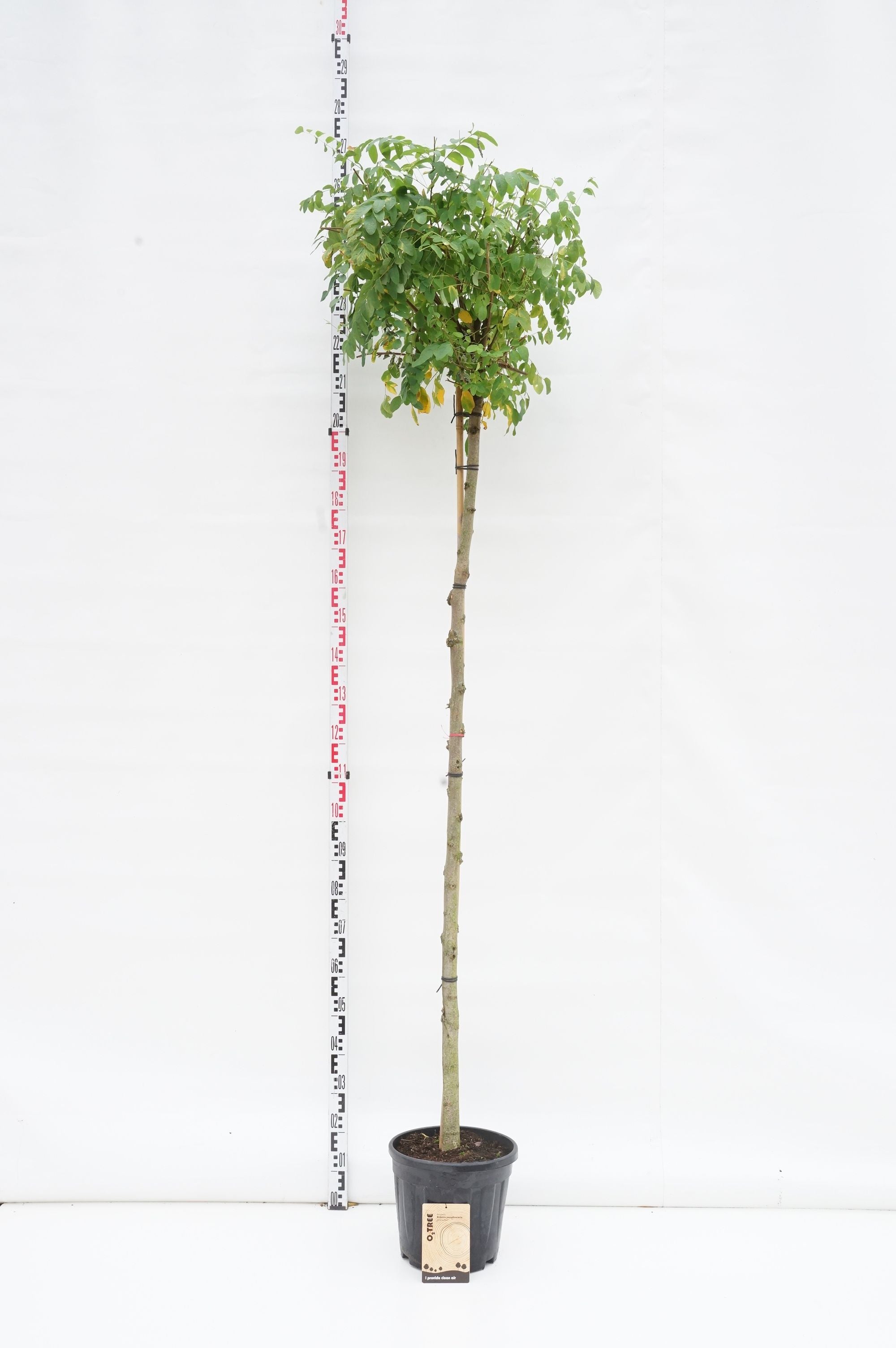 Robinia ps. &