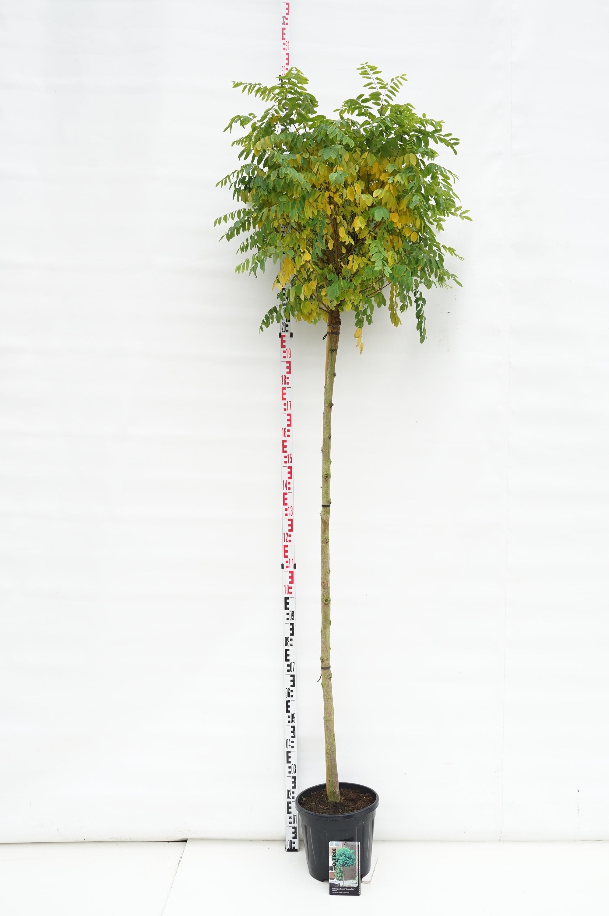 Robinia ps. &
