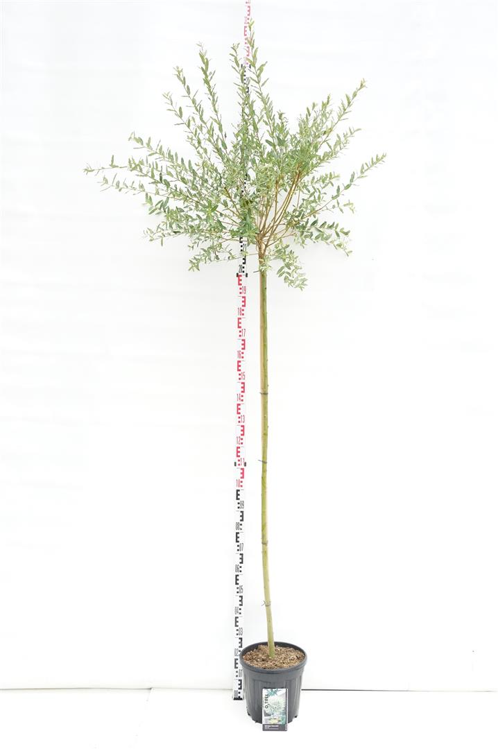Salix integra &