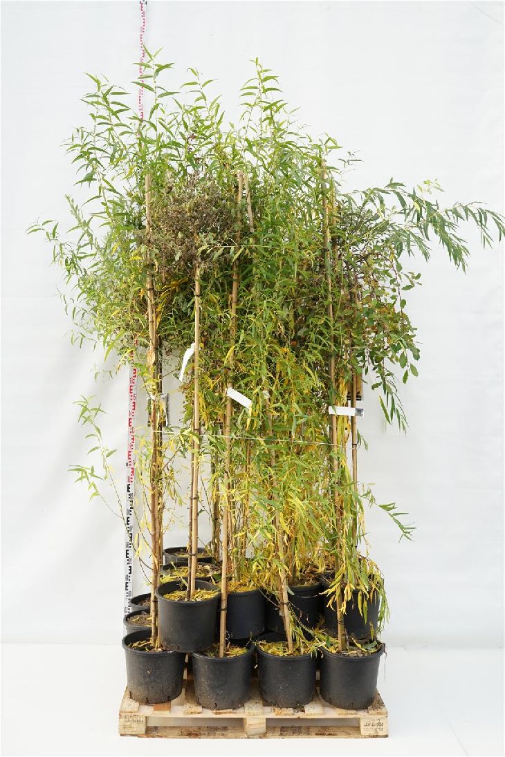 Vide in cultivars - MIXPALLET