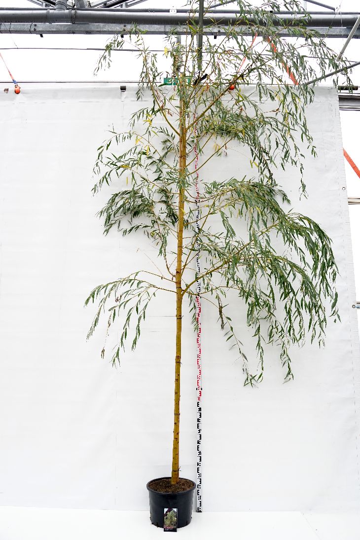 Salix sepulcralis &