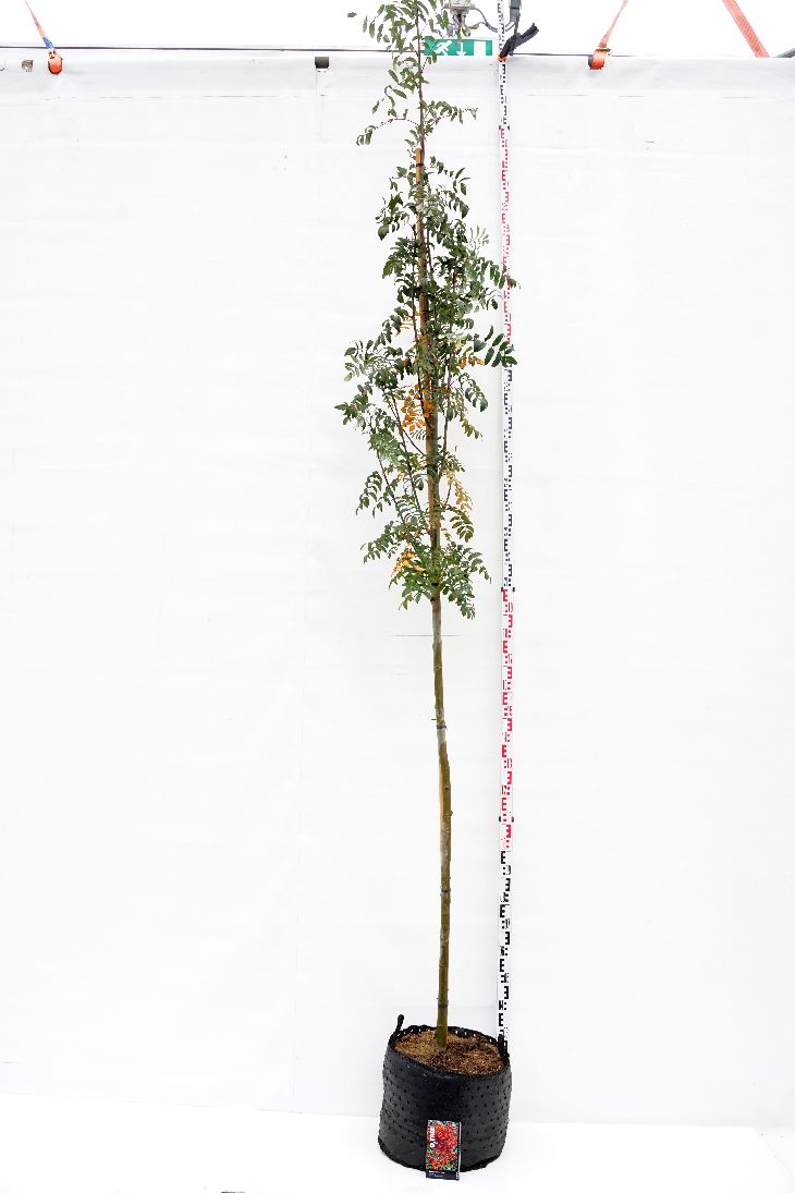 Rönn aucuparia edulis - 10-12 CM STAND C25