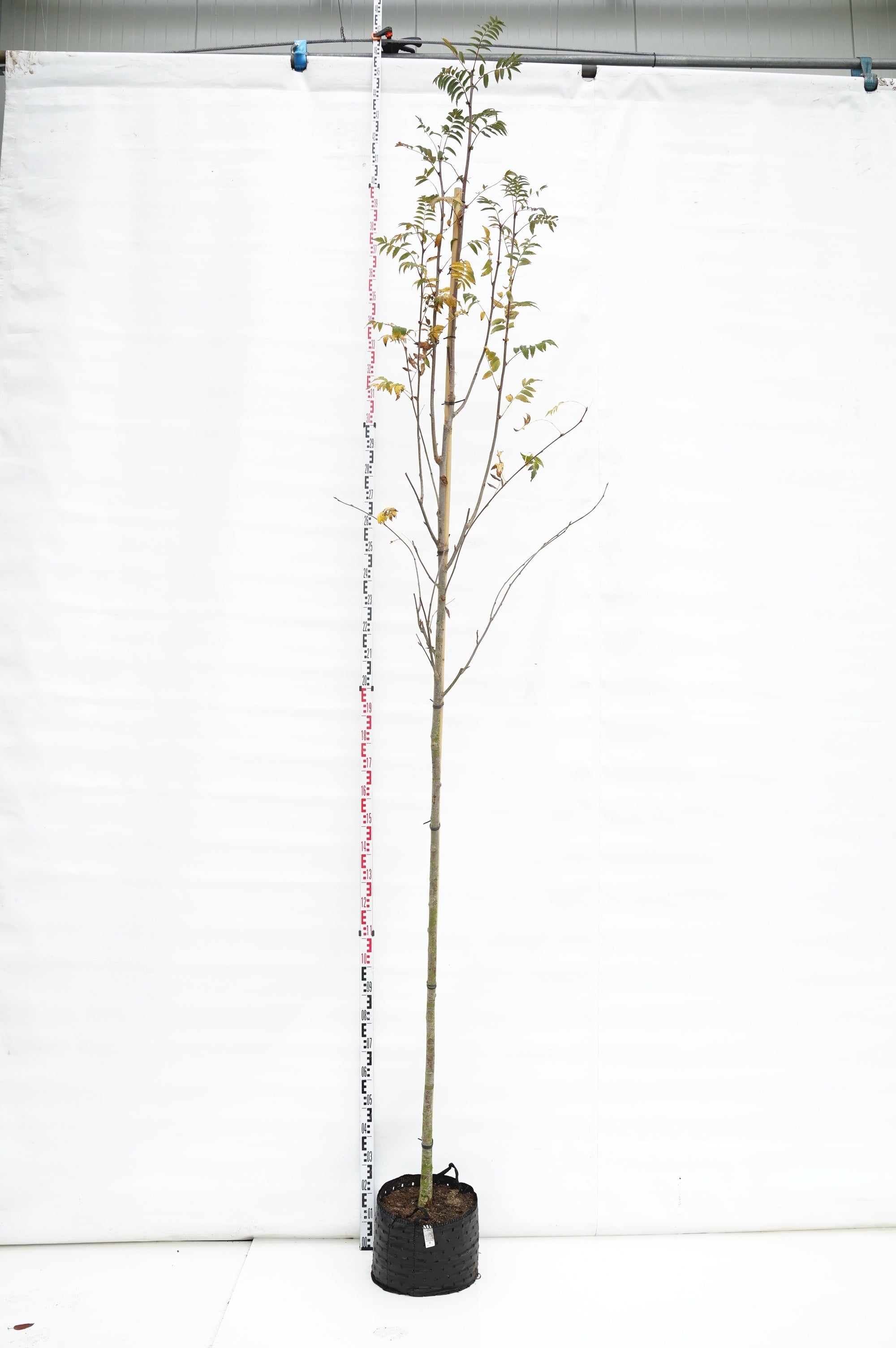 Sorbus aucuparia 175-200 cm rotklump