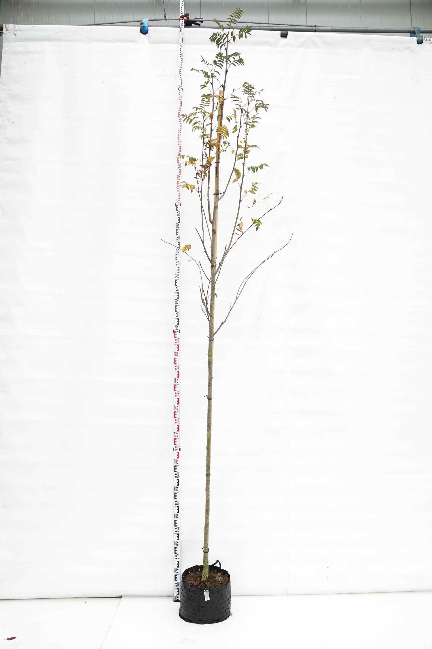 Sorbus aucuparia 10-12 cm stam, C25 (25 liters kruka)