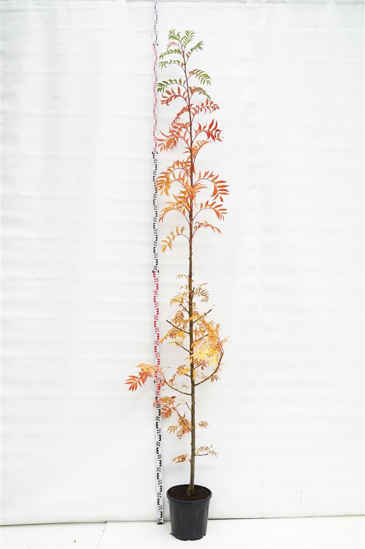 Sorbus &