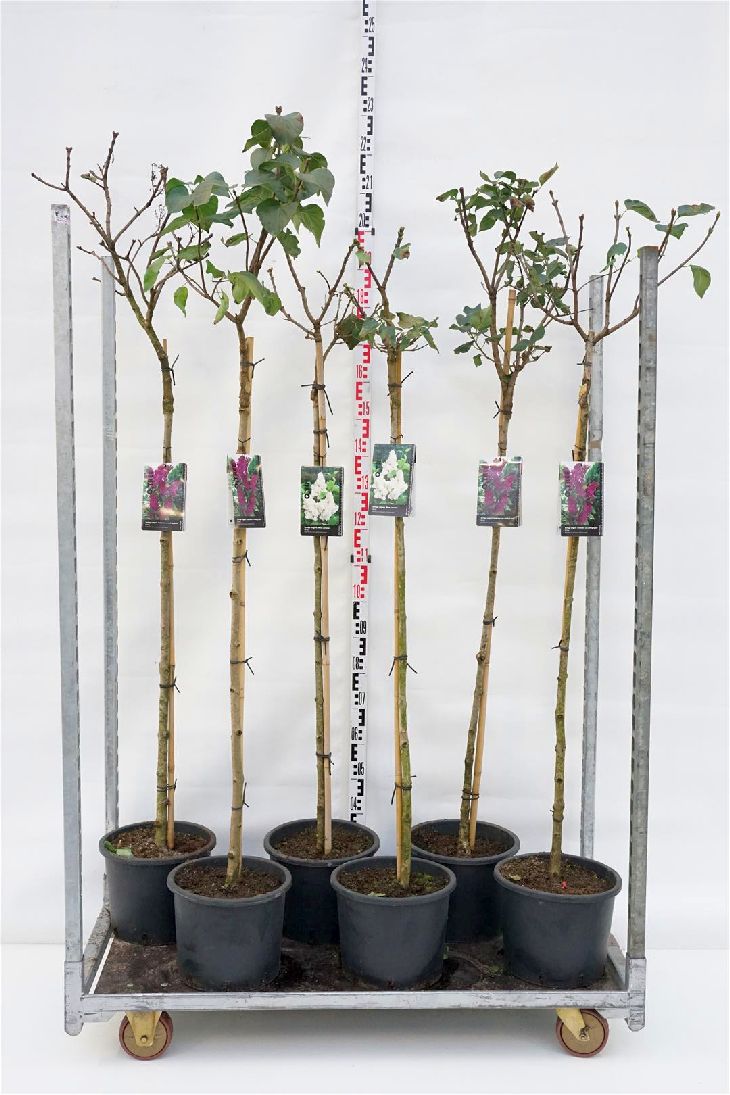 Syren vulgaris in cultivars - 120 CM STEM C10