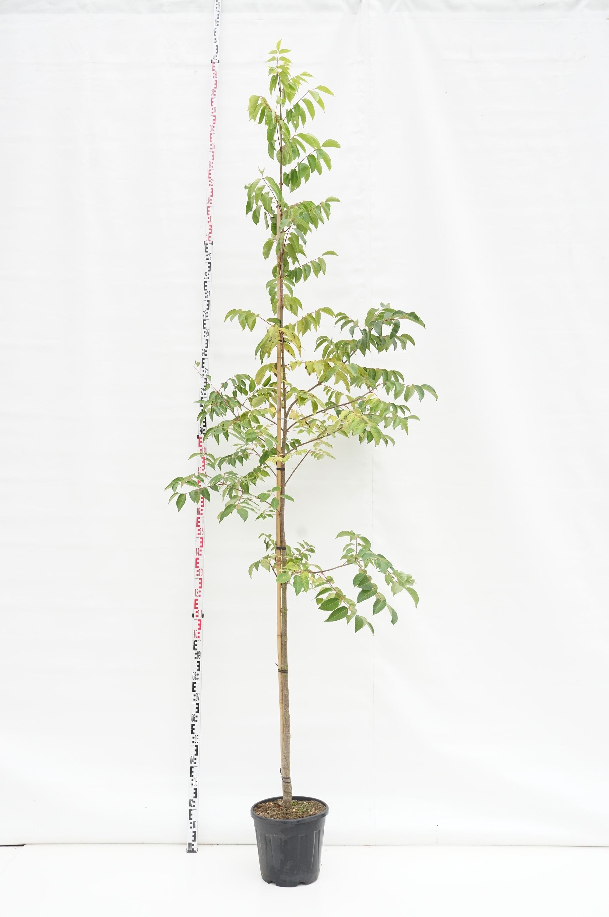 Tetradium daniellii 12-14 cm stam C30 (30 liters kruka)