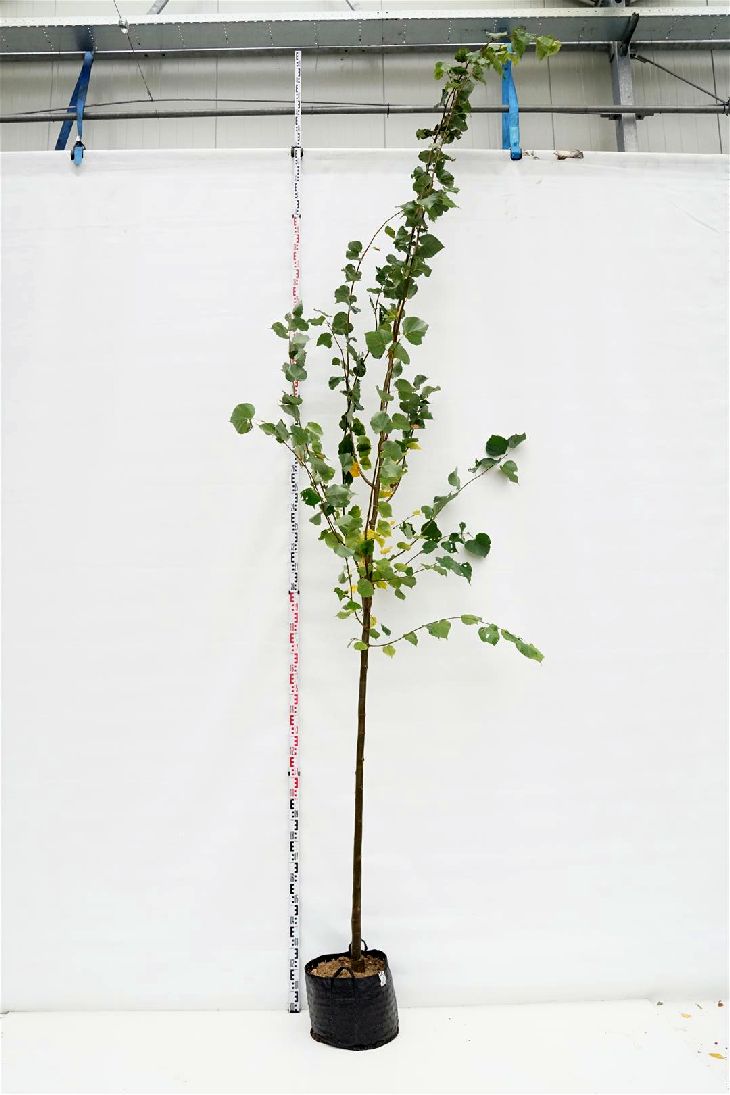 Tilia cordata &