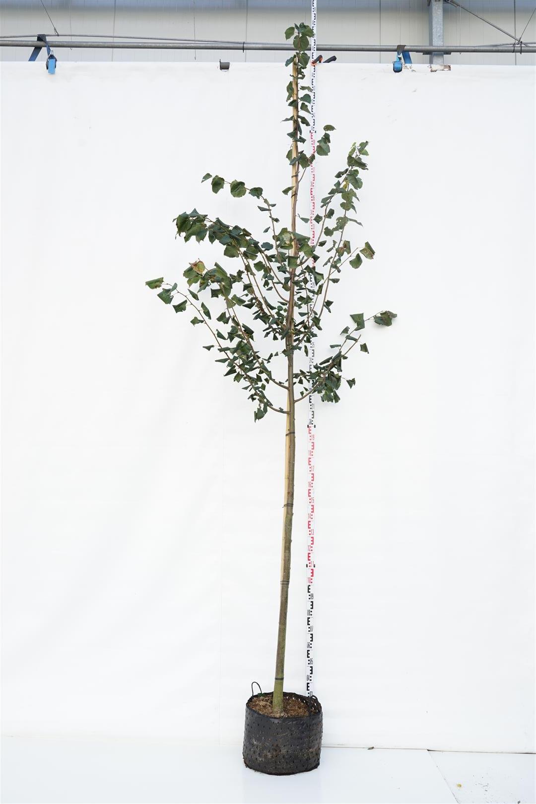 Lind cordata &