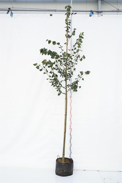 Tilia cordata &