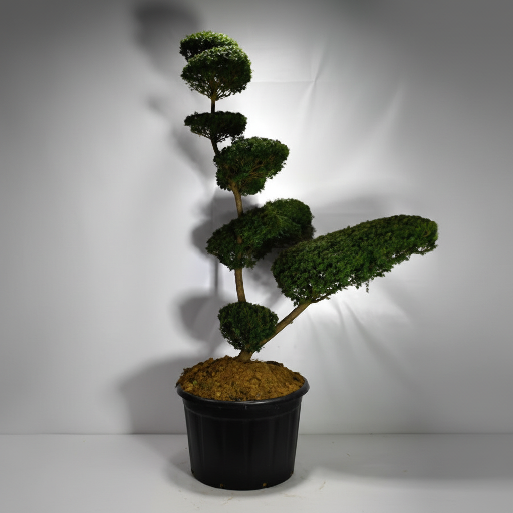 Japansk idegran – Taxus cuspidata - C230 180-200 cm. Bonsai