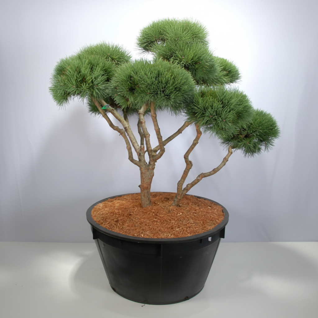 Tall – Pinus sylvestris 'Watereri' - C500 140-150 cm. Bonsai 1