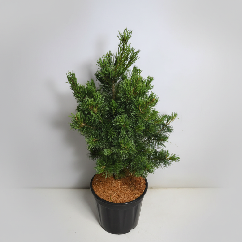 Japansk vit­tall – Pinus parviflora 'Bonsai' - C18 50-60 cm.