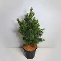 Japansk vit­tall – Pinus parviflora 'Bonsai' - C18 50-60 cm.