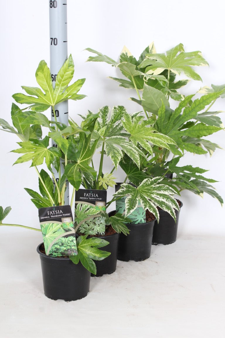 Fatsia japonica &