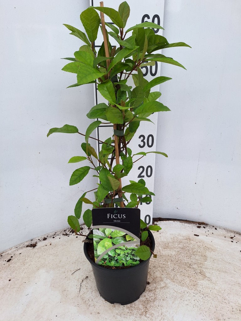 Fikon tikoua - C2/P17 40-50 CM