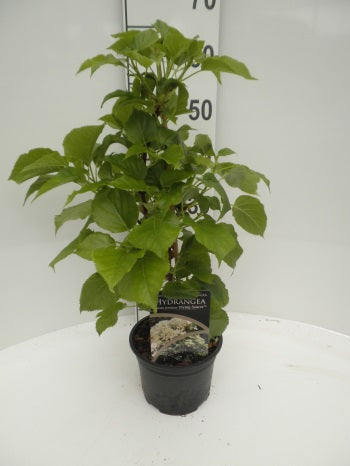 Hortensia anomala &
