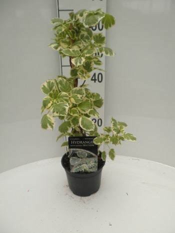 Hortensia anomala &