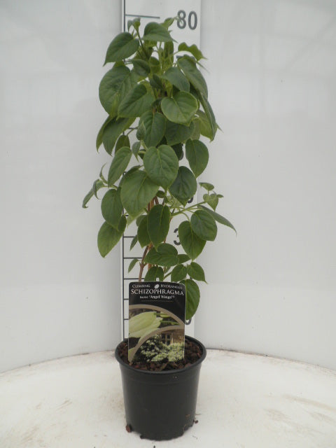 Klätterhortensia hyb. &
