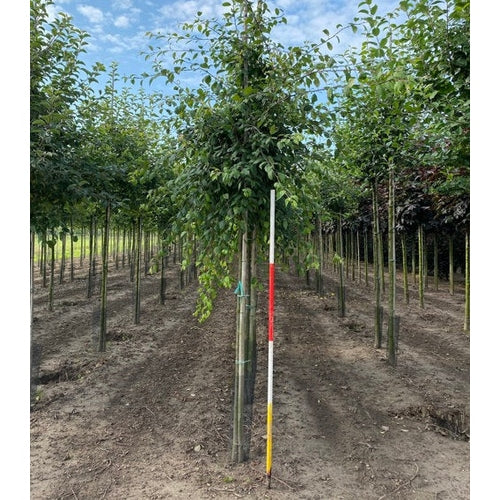 Rosenapel - Malus floribunda 12-14  HS,