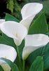 Zantedeschia &