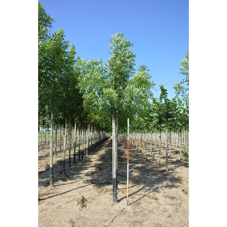 Smalbladig ask - Fraxinus angustifolia &